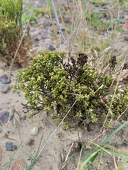 Thesium nigroperianthum