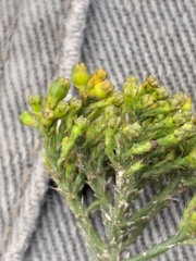 Thesium nigroperianthum