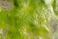 Chlorophyta