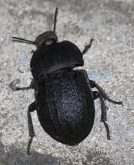 Trigonopus