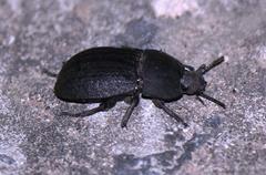 Trigonopus