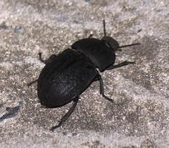 Trigonopus