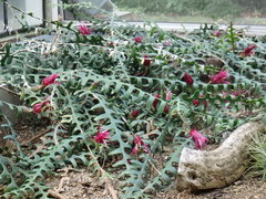 Selenicereus anthonyanus