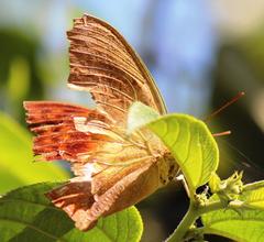 Charaxes varanes varanes