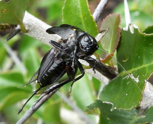 Southern Field Cricket, Garden Route Botanical Garden, photo 7 of 10