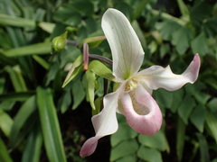 Phragmipedium