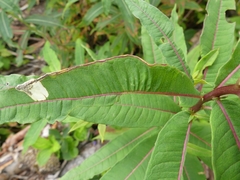 Mompha raschkiella