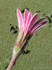 Gerbera natalensis