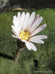 Gerbera natalensis