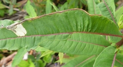 Mompha raschkiella
