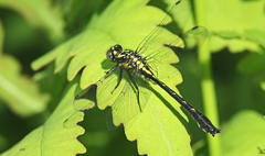 Hylogomphus adelphus