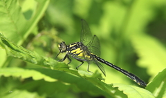 Hylogomphus adelphus