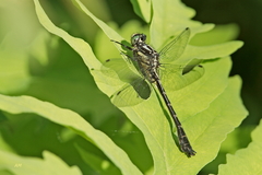 Hylogomphus adelphus