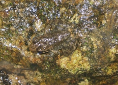 Amolops albispinus