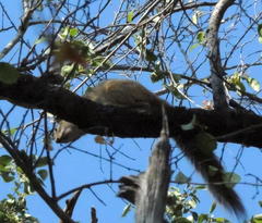 Paraxerus cepapi tsumebensis