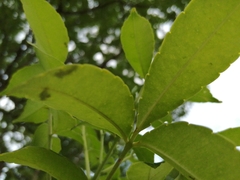 Magnoliopsida