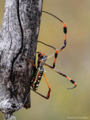 Trichonephila senegalensis annulata