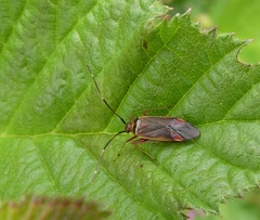 Adelphocoris rapidus