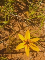 Pauridia linearis