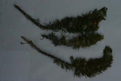 Aspalathus acanthes