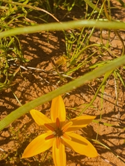 Pauridia linearis
