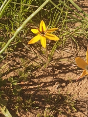 Pauridia linearis
