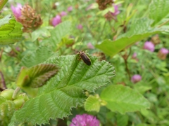 Adelphocoris rapidus