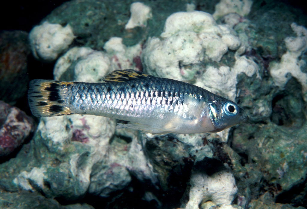 Banded limia (Limia vittata) — Poeciliidae