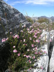 Adenandra fragrans