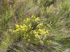 Cyclopia sessiliflora