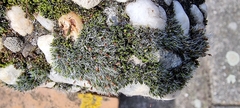 Grimmia pulvinata
