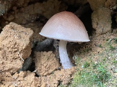 Mucilopilus castaneiceps