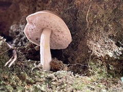 Mucilopilus castaneiceps