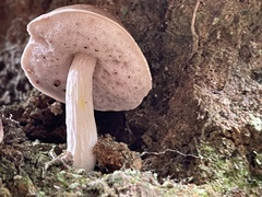 Mucilopilus castaneiceps