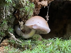 Mucilopilus castaneiceps