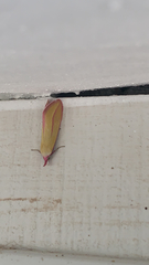 Phytometra obliqualis