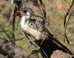 Tockus damarensis