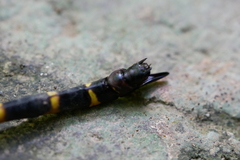 Anotogaster klossi