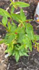 Spigelia marilandica