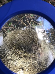 Formicoidea