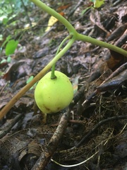 Podophyllum peltatum