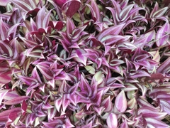 Tradescantia zebrina zebrina