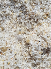 Arctosa perita