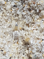 Arctosa perita
