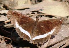 Eurytela hiarbas angustata