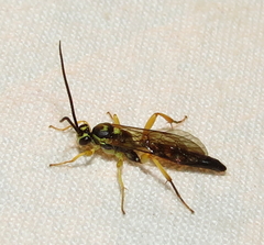 Aoplus confirmatus