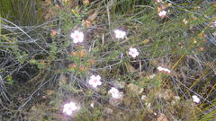 Adenandra dahlgrenii