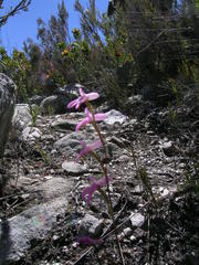 Disa inflexa