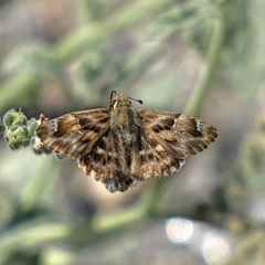 Carcharodina