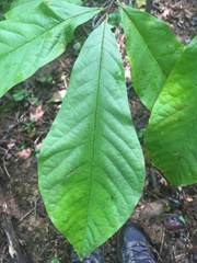 Asimina triloba